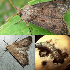 Фото «Turnip moth» trap - 1 pc.