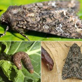 «Cabbage moth» trap - 1 pc.