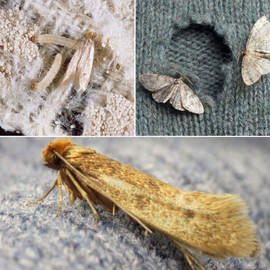 Фото «Household moth (clothes moth)» trap - 1 pc.