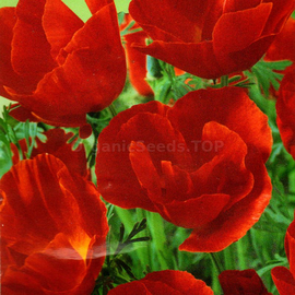 «Red chief» - Oeganic Eschscholzia Seeds