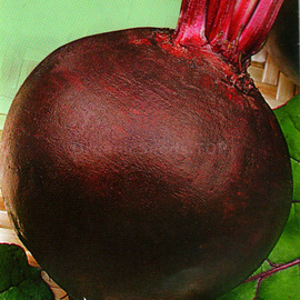 Фото «Marmalade» - Organic Beetroot Seeds
