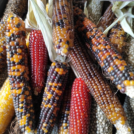 Фото «Miniature Rainbow» (mix) - Organic Corn Seeds