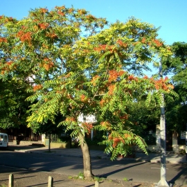 Organic Tree of Heaven Seeds (Ailanthus Altissima)