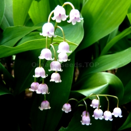 Convallaria Majalis / Lily of the Valley Seeds