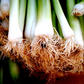 «Titan» - Organic Welsh Onion Seeds