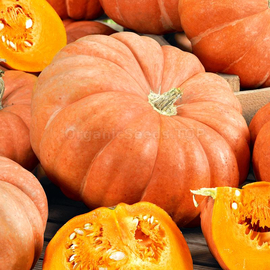 «Rouge Vif dEtampes» - Organic Pumpkin Seeds