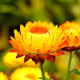 «Yellow» - Organic Helichrysum Seeds