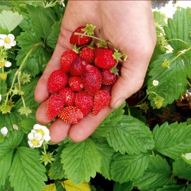 «Regina» - Organic Alpine Strawberry Seeds