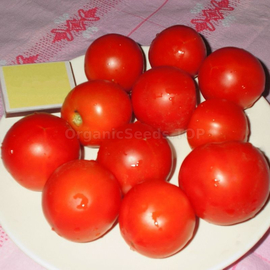 «Upstart» - Organic Tomato Seeds