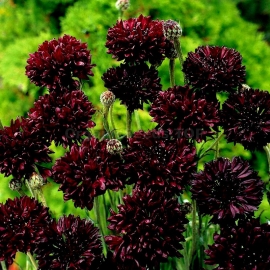 «Ball Black» - Organic Cornflower Seeds
