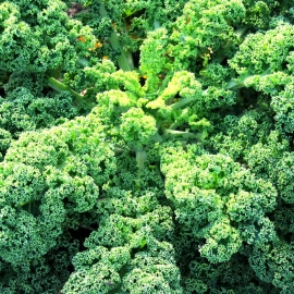 «Bright Green» - Organic Kale Seeds