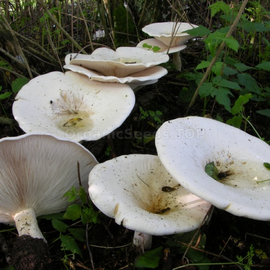 «Giant talker» (Leucopaxillus giganteus) - Organic Mushroom's Dry Mycelium