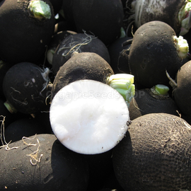 «Black winter» - Organic Radish seeds