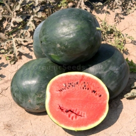 «Polar Lights» - Organic Watermelon Seeds