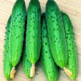 «Fenix» - Organic Cucumber Seeds