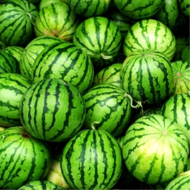 «Stellar» - Organic Watermelon Seeds