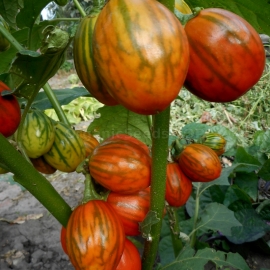 «Mantle» - Organic Eggplant Seeds