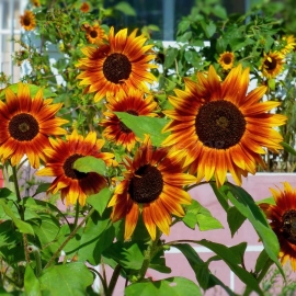 «Ring of Fire» - Organic Sunflower Seeds