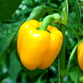 «Orange Miracle» - Organic Pepper Seeds