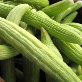 «Armenian Cucumber» - Organic Melon Seeds