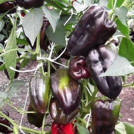 «Black Horse» - Organic Pepper Seeds