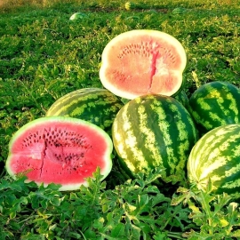 «Rose of the Southeast» - Organic Watermelon Seeds