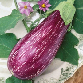 «Sailor» - Organic Eggplant Seeds