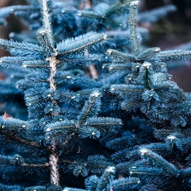 Organic Colorado Blue Spruce Seeds (Picea pungens f. Glauca)