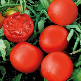 «Arizona» - Organic Tomato Seeds