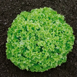 «Green Coral» - Organic Salad Seeds
