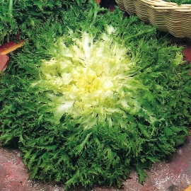 «Frenzy» - Organic Salad Seeds