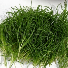 «Okahijiki» - Organic Salsola Komarovii Seeds
