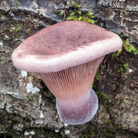 «Pannus ear-shaped» (Panus conchatus) - Organic Mushroom's Dry Mycelium