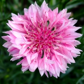 «Pouce Pink» - Organic Cornflower Seeds