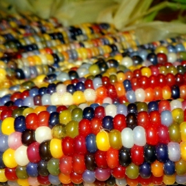 «Glass Gem» - Organic Corn Seeds
