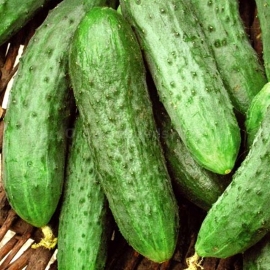 «Vodoley» - Organic Cucumber Seeds