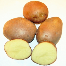 «Revanche» - Organic Potato Seeds