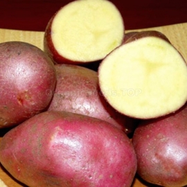 «Diva» - Organic Potato Seeds