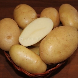 «Ilona» - Organic Potato Seeds