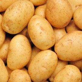 «Gonna» - Organic Potato Seeds