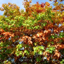 Organic Northern Red Oak Seeds (Quercus Rubra)