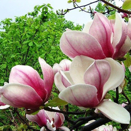 Organic Magnolia officinalis seeds