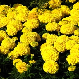 «Yellow» - Organic Tagetes Seeds