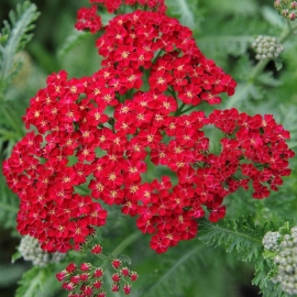 «Ruby Red» - Organic Achillea Seeds