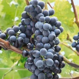 «Lidia» - Organic Grape Seeds