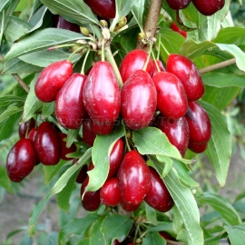 Organic Cornelian Cherry Seeds (Cоrnus mas)