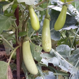 «Louisiana Long Green» - Organic Eggplant Seeds