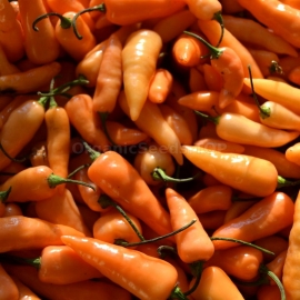 «Aji Habanero» - Organic Hot Pepper Seeds