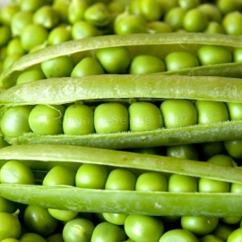 «Alderman» - Organic Pea Seeds