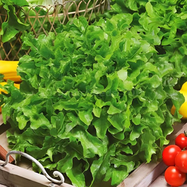 «Balcony green» - Organic Salad Seeds